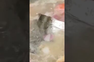 LUNCH #healthyrecipes #shortvideo #shortsfeed #youtubeshorts #youtube #youtubeshortsvideo