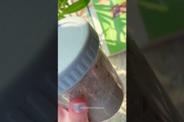 OVERNIGHT OATS | easy, healthy breakfast &  flavor ideas!