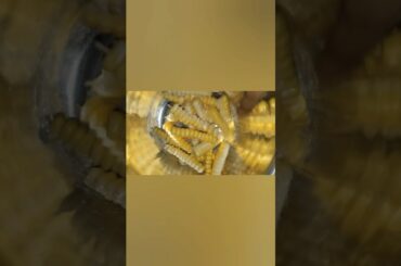 Fried sweet corn sticks # evening Snacks Recipe #healthy #youtubeshort #cooking #trending #viral