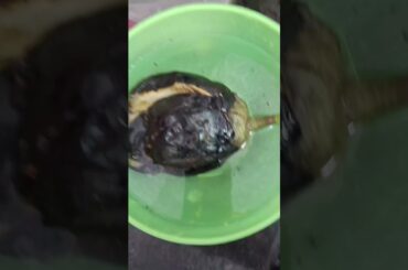 Baigan ka Bharta #song #foodie #healthy #lunch #recipe #begunbharta #homemade#viralvideo#shorts