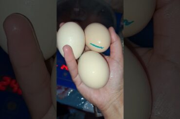 Eggs and tomatoes #healthy #food #cooking #egg #recipe