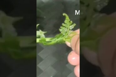 Healthy Pako #youtubeshorts #shortsfeed #healthyrecipes #shortvideo #cookingvideo