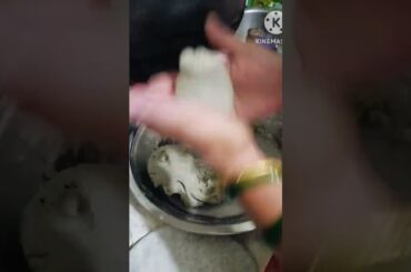 roti healthy food jawari ki roti good for fitness #food #short #cooking