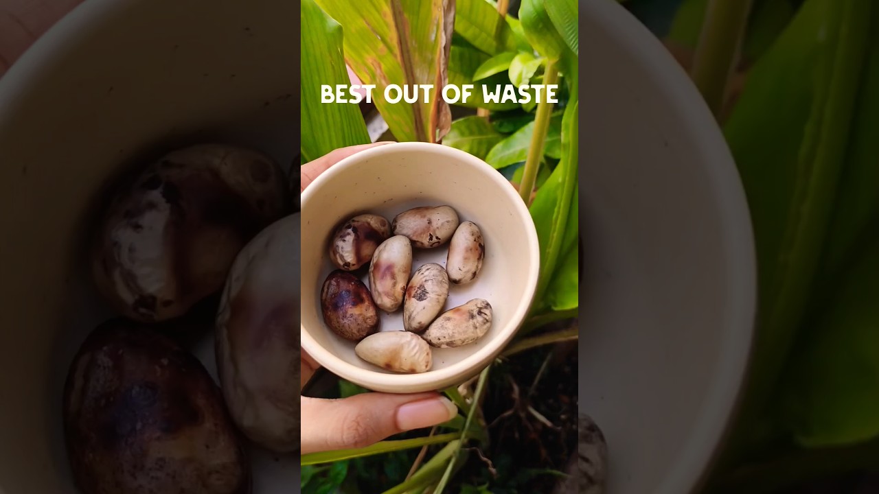 Best out of waste | Roasted Jackfruit Seeds | Healthy snacks recipe | Fibre Rich #asmr #ytshorts Best out of waste | Roasted Jackfruit Seeds | Healthy snacks recipe | Fibre Rich #asmr #ytshorts