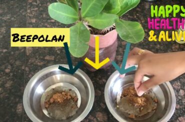 Healthy breakfast | quick breakfast recipe