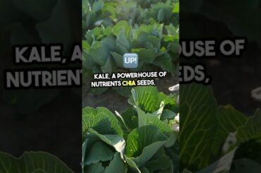 Boost Your Health with These Superfoods #shorts #weightlosss #youtubeshorts