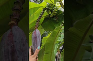 healthy lunch #healthy #lunch #cooking #kerala #food #asmr #asmrsounds