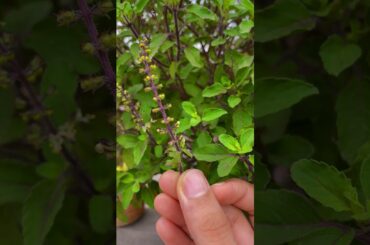 healthy tulsi juice recipe | health benefits of tulsi basil #shorts #tulsi #tulsibenefits