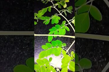 #Pm modi special moringa paratha#Viral shorts#Healthy recipe