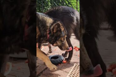 Healthy Snack Ideas for DOGS - WATERMELON!!