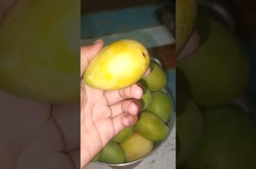 fresh mangoes #aam #summer #viral #trending #mango #healthy #fruit #recipe