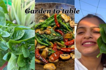 What I cooked with my garden produce | healthy recipes | Malabar spinach & mushroom stir-fry