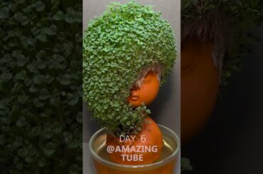 Growing Chia Seeds - #timelapse #chiapet