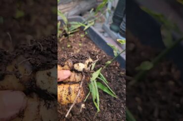 Digging Up Fresh Ginger #ginger #organic #healthy #gardening