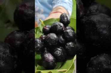 Masala Jamun Recipe | Try this exciting recipe at home !! #healthy #jamunfruit #shorts