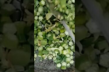 dinner recipes for vegetarians healthy salad recipe for lossweight #shorts #rajani thakur #cooking