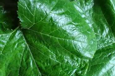 healthy recipes kaddu tree ka dal aur pate ka saag recipe