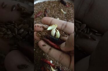 #flaxseed #chatni recipe #healthy #recipe #oldsong #song #music #hindisong