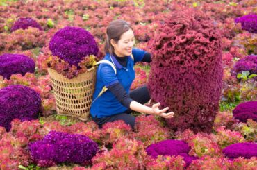 Harvesting PURPLE LETTUCE Go to market sell - Mix Vegetable Salad/Healthy Salad Recipe - Farm Care