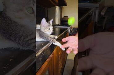 Cucumber salad  #food #cucumbersalad #healthysalad #simplerecipe #srilanka