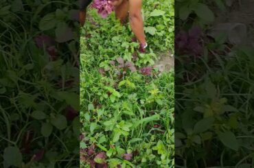 Red leaf vegetable #nature #testy #healthy #recipes #food #farming #harvesting