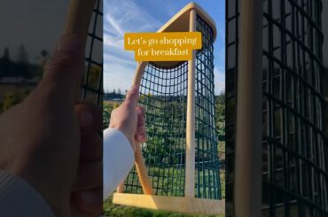 Breakfast haul! #garden #gardening #breakfastideas #healthyrecipes