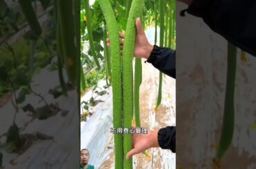 #vegetables #food #garden #gardening #easy #cooking #fruit #healthy #eating