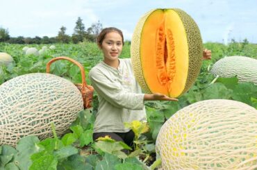 Healthy Cantaloupe Dishes: From Salads to Sorbet - Delicious Summer Ideas