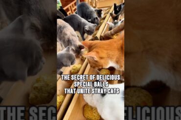 Homemade Healthy Meals for Stray Cats #animals