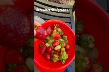 Fatloss Meals I been having #weightloss #october #maximumweightloss #lowcalorie #lowcaloriedensity