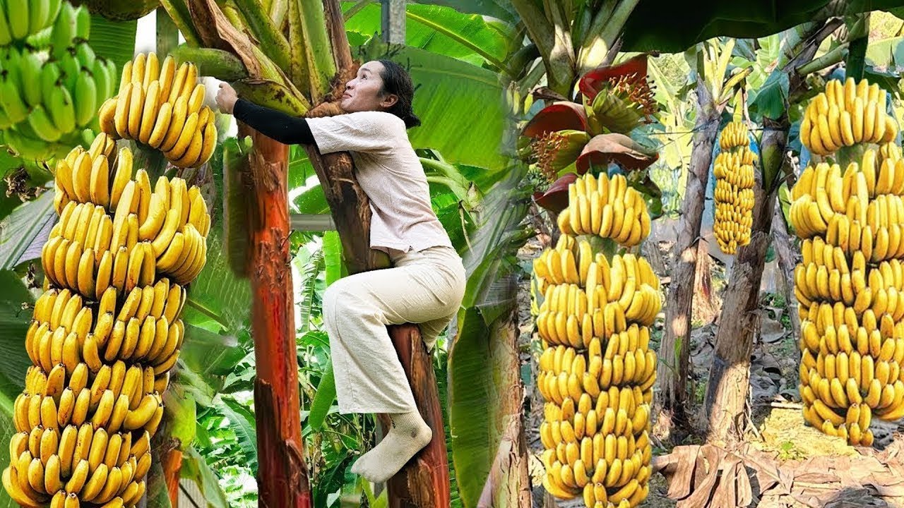 Harvesting Ripe Bananas: Easy and Healthy Recipes for Everyday Meals Harvesting Ripe Bananas: Easy and Healthy Recipes for Everyday Meals