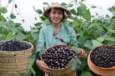 Harvesting Black Beans: A Nutritional Powerhouse for Healthy Recipes