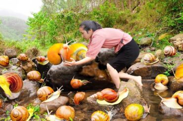 Harvesting Field Snails & Cooking Delicious Traditional Dishes