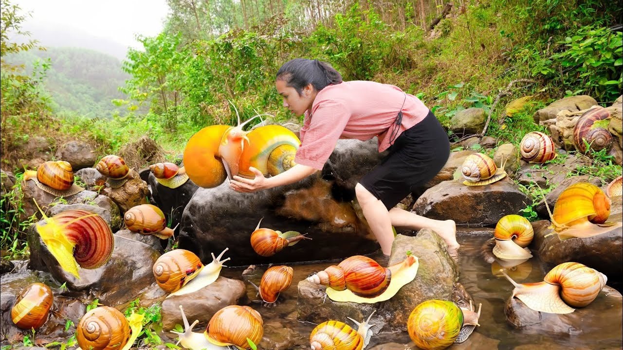Harvesting Field Snails & Cooking Delicious Traditional Dishes Harvesting Field Snails & Cooking Delicious Traditional Dishes