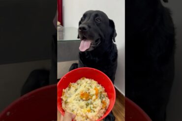 Best Healthy Food Recipe For My Dog #doglover #lucky