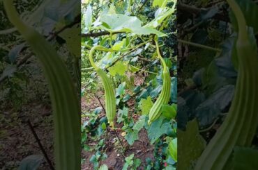 #food #recipe of the day#healthy lunch#veg food#organic veggies#gardening#gardening tips