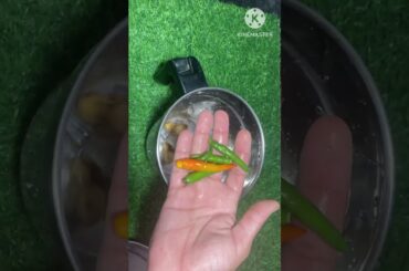 Protein dosa#food #healthy dosa#Adai dosa