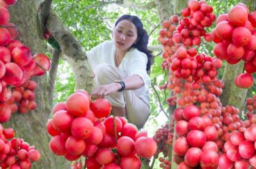 Red Strawberry Harvest: Enjoying a Nutritious and Popular Fruit with Healthy Recipes