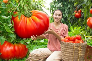 Tomato Harvest: Enjoying a Popular and Healthy Fruit in Daily Meals