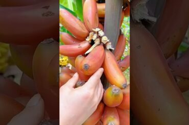 Best Foods for Body.#health #fruit #shorts