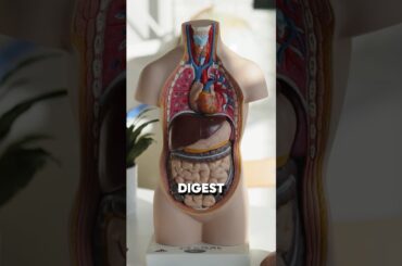 Healthy Gut, Happy You - Try This Smoothie Recipe!