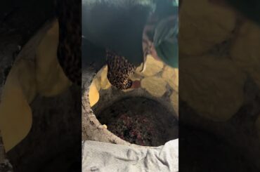 Village recipes and healthy bread cooking #mountaincookings #bread #healthy #village #outdoors