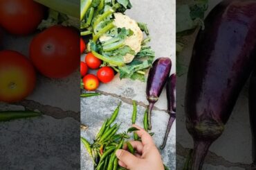 Vegetable Harvesting in my Garden Day - 6#shorts  #vegetables#green#harvesting#health#youtubeshorts