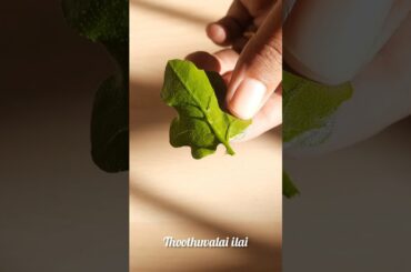 Thoothuvalai soup #thoothuvalaisoup #soup #healthy #recipe #coldremedies #thoothuvalai