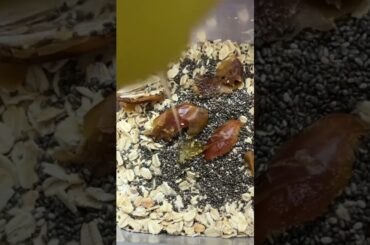 Healthy breakfast Overnight oats recipe #oats #overnightoats #dryfruit #foodie