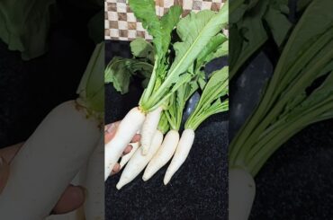 Mullangi Aaku Podikoora #shorts #ytshorts #radish #recipe #healthy #food