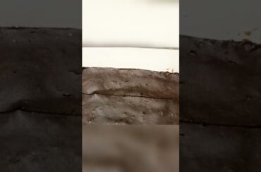 low calorie brownies #shorts #shorts #lowcaloriedesserts #weightlossrecipes