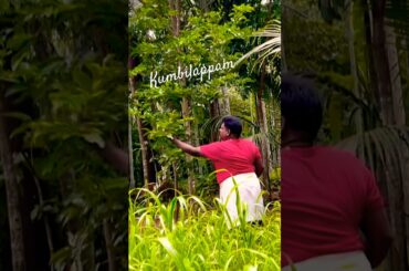 Kumbilappam made on a random day in Kerala #shorts #ytshorts