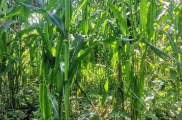 Coffee and  Banana  | Healthy Weight Loss Recipe | Quick & Easy