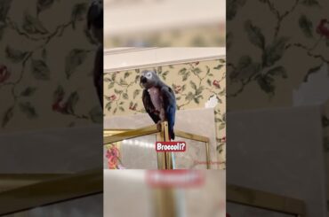 Einstein's Healthy Dinner Ideas: Ways to Enjoy Broccoli #africangreyparrot #takingparrot #shorts